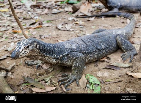 Bayawak: A Monitor Lizard Almost As Big As the Endangered.